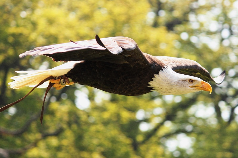 fly, focus on foreground, one animal, wildlife, feather, flying, tree, black, nature, mid-air, animal themes, white, white tailed eagle, flight, photography