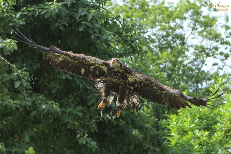 nature, vertebrate, day, green color, 2K, bald eagle, birds, plant part, animal, animal themes, one animal, eagle, animal wildlife, white tailed eagle