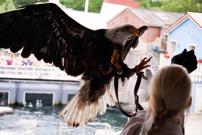 sky, pets, bald eagle, bird flight, animal wildlife, falconry, white head, animal world, wing, building exterior, vertebrate, domestic, warm clothing, fly