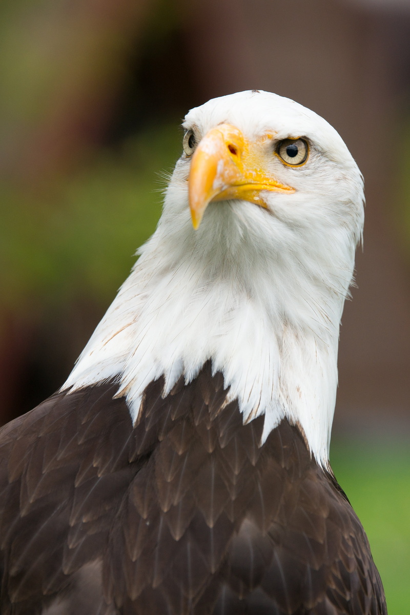 raptor, plumage, no people, animal, beak, birds eye view, portrait, falcon - bird, one animal, bird, eagle, majestic, wild bird, white tailed eagle, vertebrate