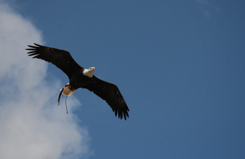 2K, bald eagle, adler, flying, one animal, spread wings, no people, raptor, flight, plumage, animal themes, white tailed eagle, eagle - bird, nature, low angle view