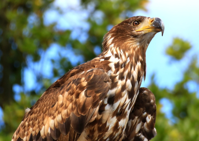 animal, eagle, looking, animal body part, 4K, focus on foreground, falcon - bird, close-up, animal themes, hawk - bird, brown, bird of prey, animal eye
