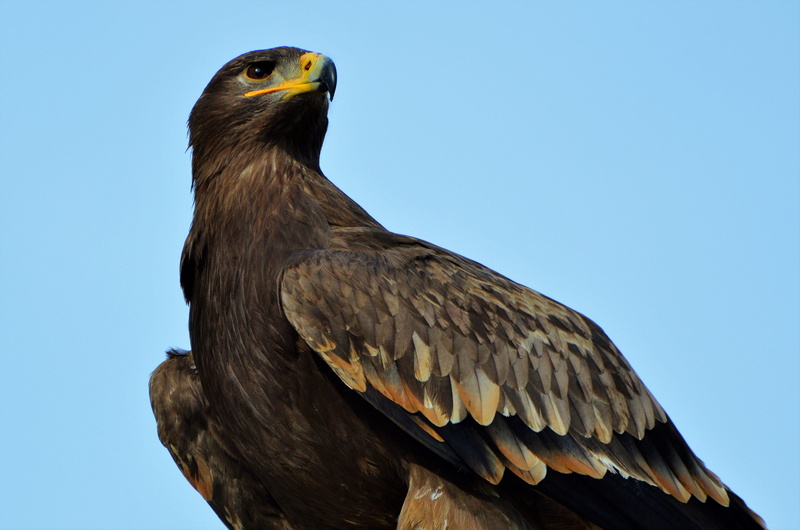 raptor, view, eye, heraldic animal, brown, majestic, animals in the wild, feather, zoo, animal wildlife, s, bird of prey, adler, no people, outdoors, bird