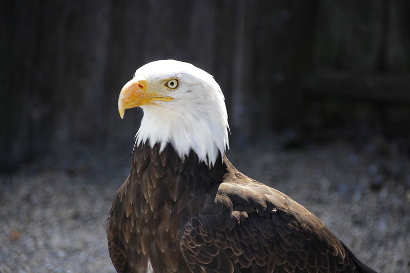plumage, bird of prey, adler, close-up, one animal, head, animal, eagle, animal head, nature, day, vertebrate, looking, no people, close up, eagle - bird