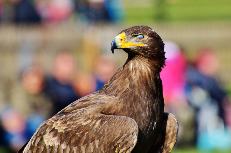 eyelid, brown, eyes closed, nature, animal themes, majestic, bird, no people, heraldic animal, eye, looking, animal body part, brown eagle, bill, lid, day