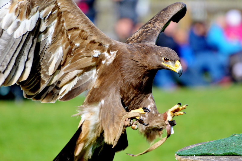bird of prey, brown, eagle - bird, lens, focus on foreground, bill, nature, eagle, wildlife park, falcon - bird, photography, adler, animal body part, heraldic animal
