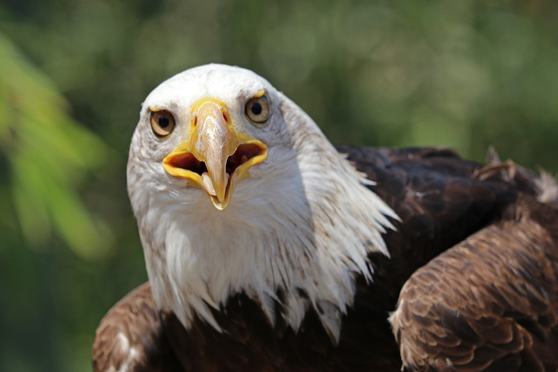 White Tailed Eagle, Raptor, eagle, animal, eagle - bird, bald eagles, bird, falcon - bird, Adler, animal wildlife, usa, coat of arms of bird, animals in the wild