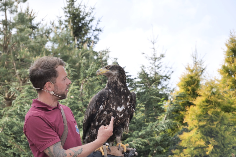 hairstyle, plant, bird, tree, domestic animals, bird park marlow, leisure activity, white tailed eagle, bird of prey, outdoors, one animal, day, bald-eagle