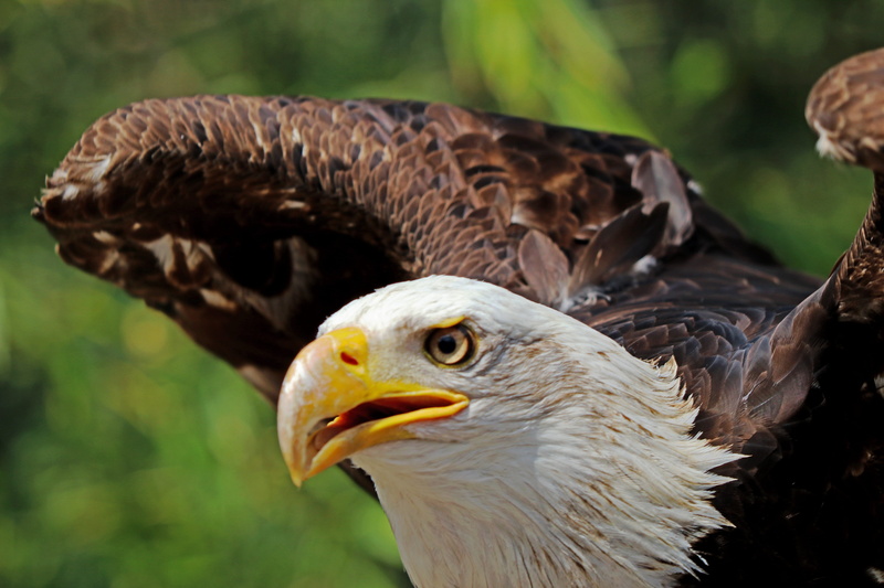 wildlife, mouth open, uSA, close, feather, animal wildlife, one animal, animals In The Wild, bald, wildlife park, bald Eagle, day, animal, close-up, eagle - Bird