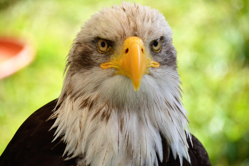plumage, day, animals in the wild, one animal, close-up, coat of arms of bird, bald eagles, looking, animal, bird of prey, animal themes, portrait, beak