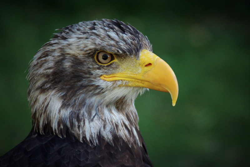 vertebrate, bald eagle, animals in the wild, plumage, animal head, beak, bill, animal themes, close, white tailed eagle, looking, bird of prey, adler, bird