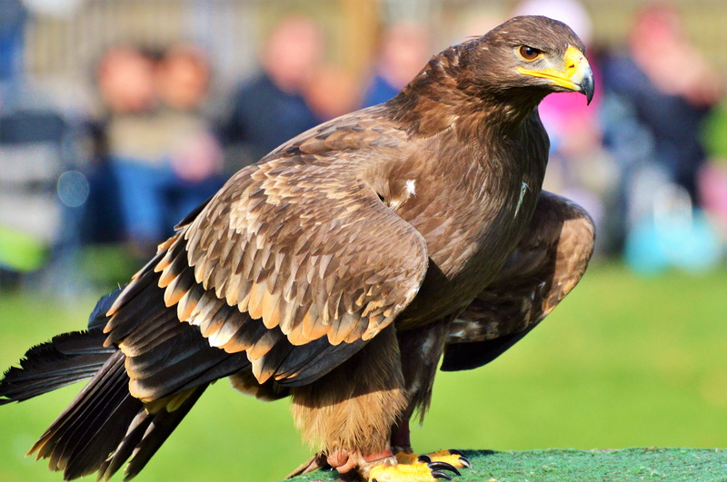 animal body part, brown, profile view, raptor, eagle, majestic, outdoors, close-up, focus on foreground, zoo, heraldic animal, animals in the wild, hawk - bird