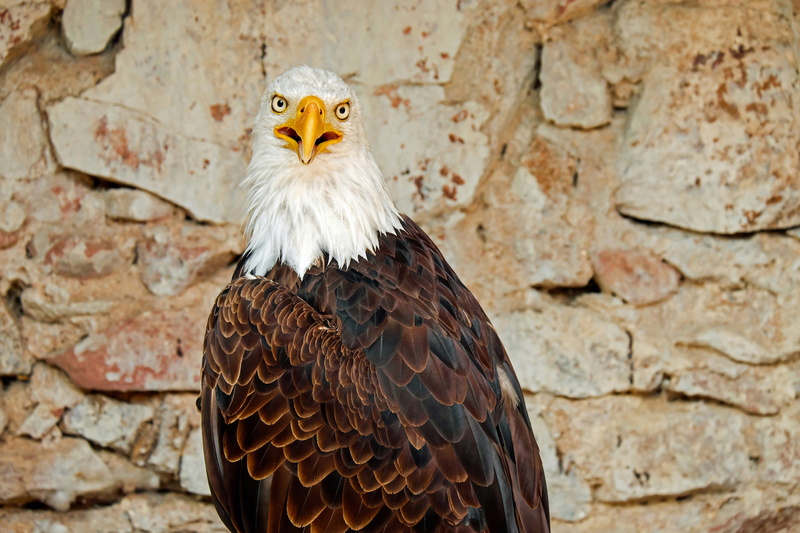 majestic, looking, bird portrait, one animal, white tailed eagle, focus on foreground, plumage, animal, brick wall, wall - building feature, bald eagles