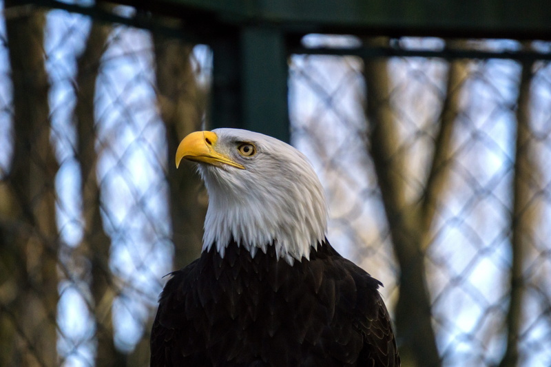 nature, coat of arms of bird, animal body part, bird, american, animal themes, looking, bald eagle, animals in the wild, bird of prey, eagle, adler, tree