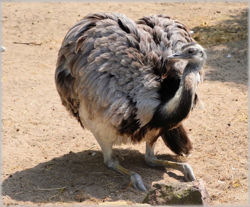 no people, shadow, outdoors, portrait, 720P, land, land animal, african, bird, animals in the wild, zoo, ostrich, fast, flightless bird, full length, close-up