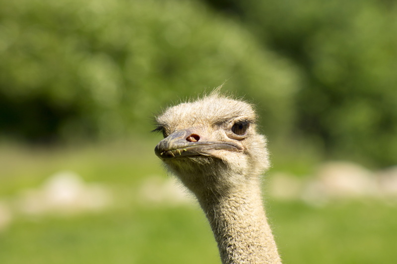 bird, animal body part, flightless laufvogel, looking at camera, animals in the wild, animal wildlife, day, portrait, flightless bird, ostrich, africa