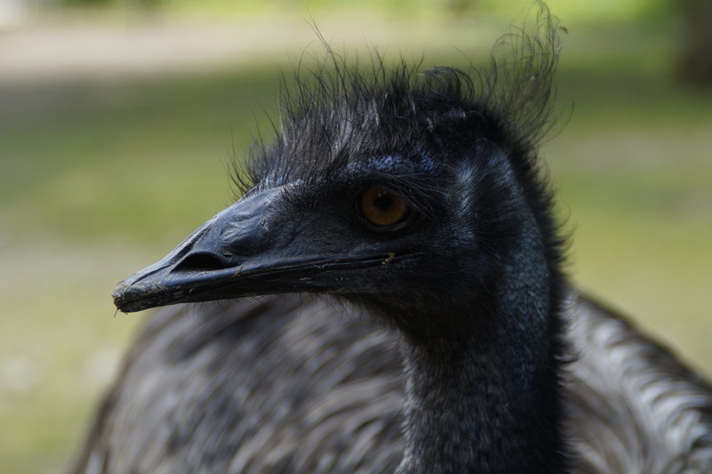 animals in the wild, feather, animal world, flightless bird, beak, bird, wild animal, outdoors, bird portrait, portrait, emu, looking, bill, large emu