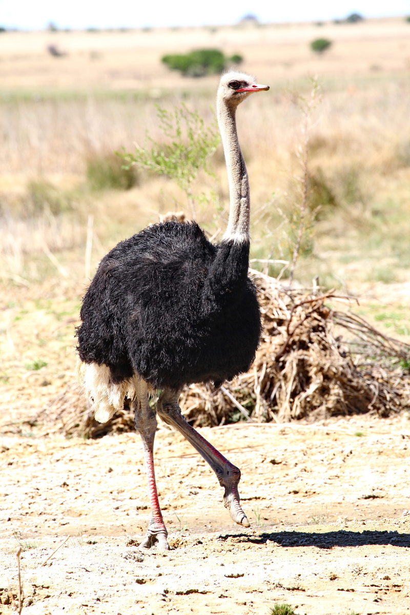 land, plant, no people, vertebrate, strauss, landscape, ostrich, animals in the wild, animal portrait, full length, africa, animal world, portrait, field