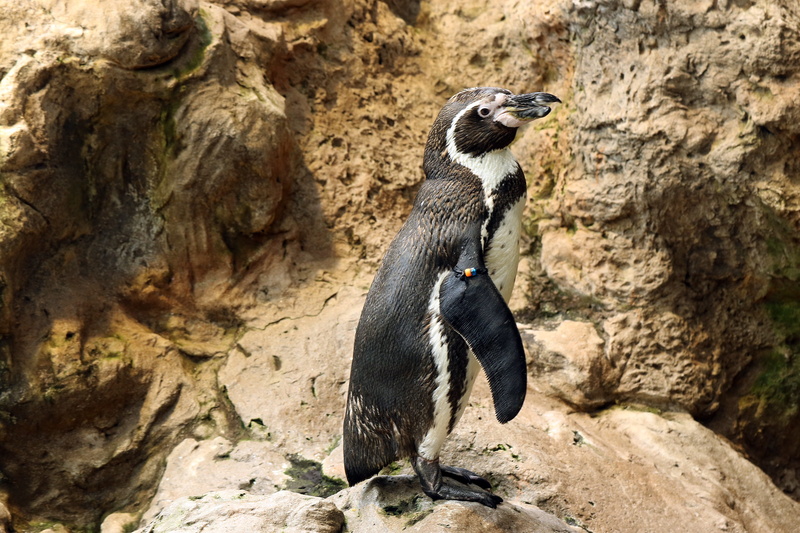 no people, animal, wings, rock, 5K, flightless, rock formation, looking away, full length, Water Bird, tenerife, Penguin, mammal, animals And Pets, loro park