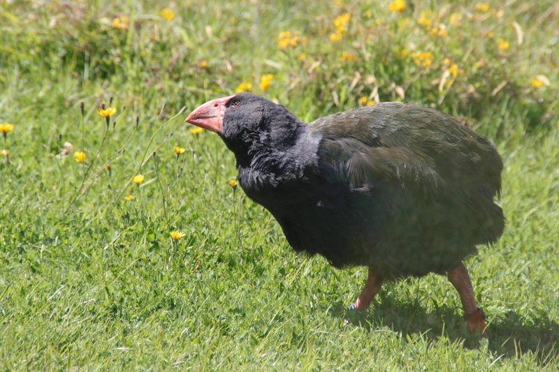 vertebrate, nature, green color, wildlife, side view, land, takahe, species, animal wildlife, bird, rallidae, wild, one animal, 1080P, indigenous, full length