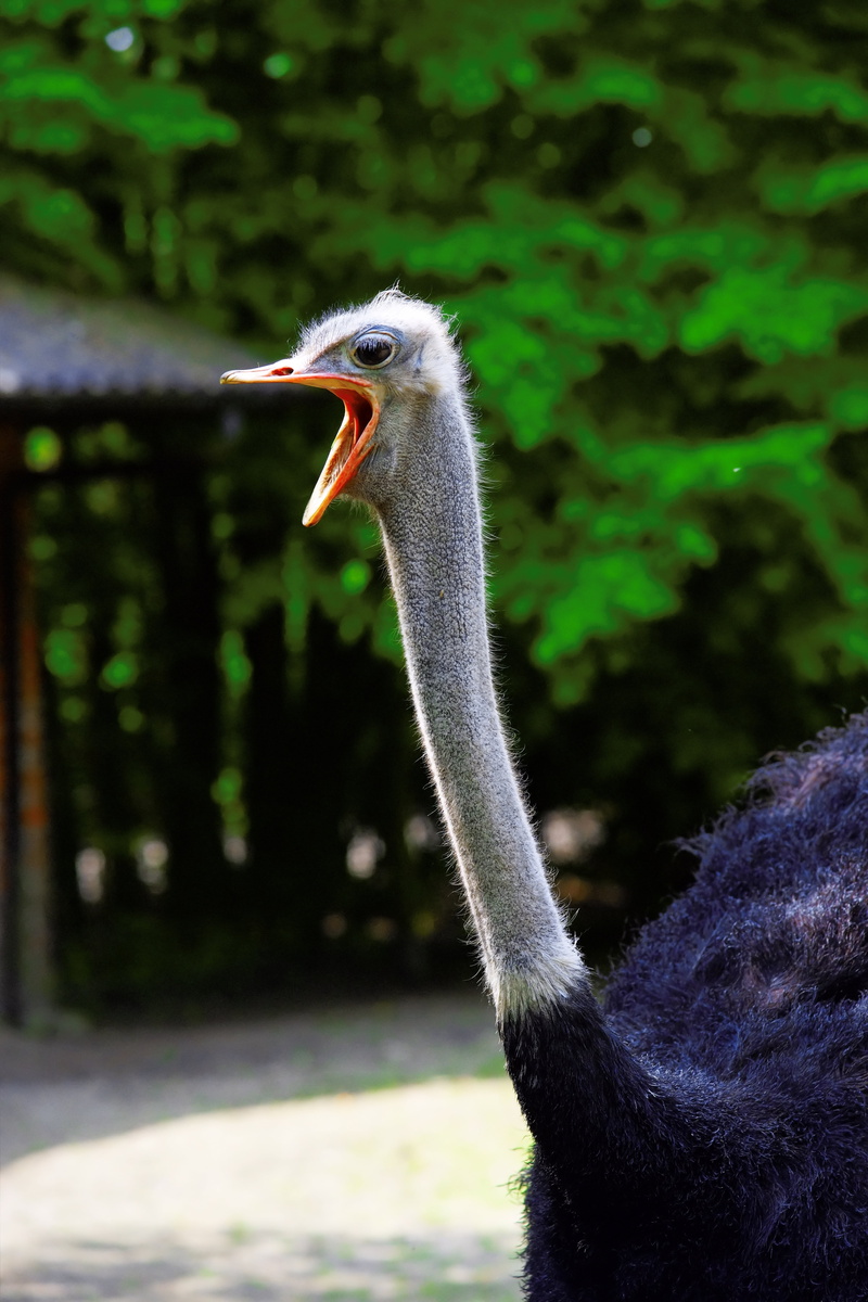 wildlife photography, animals in the wild, portrait, bird eyes, flightless bird, 5K, close-up, zoology, bird, flightless, head, close, beak, protest, vertebrate