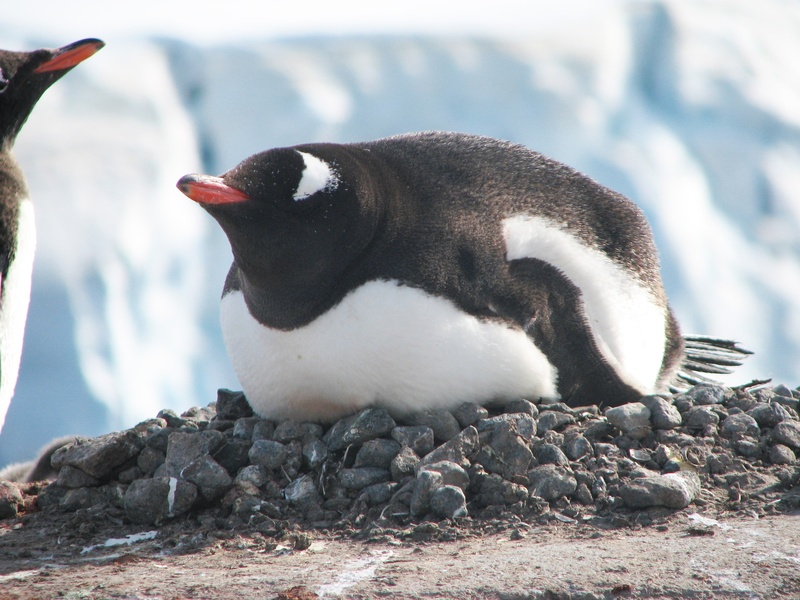 penguin, day, young bird, animal wildlife, animal, exploration, cold, flightless, wildlife, antarctica, bird, outdoors, 2K, nest, lying, pole, pebble