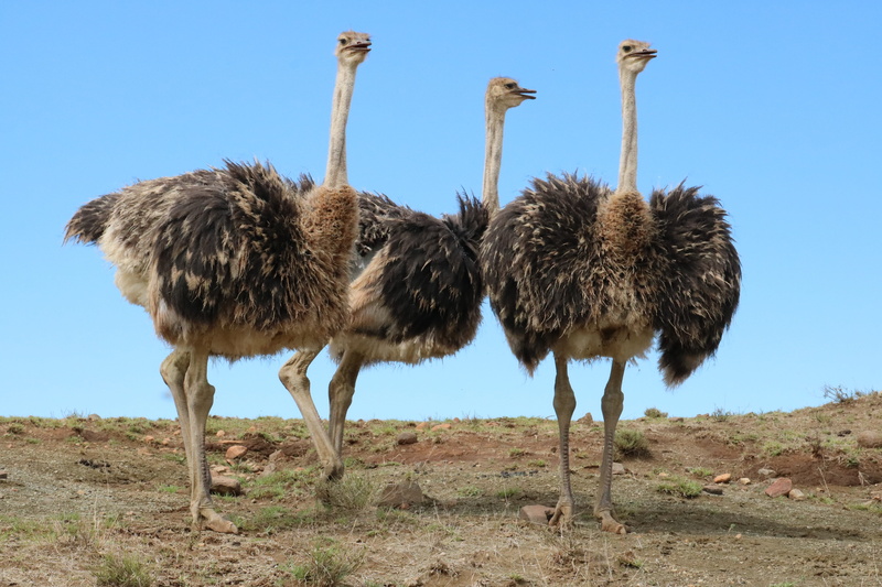 group of animals, blue, nature, ostrich, africa, 5K, landscape, environment, animal wildlife, no people, day, sky, big bird, animal themes, wildlife, animal