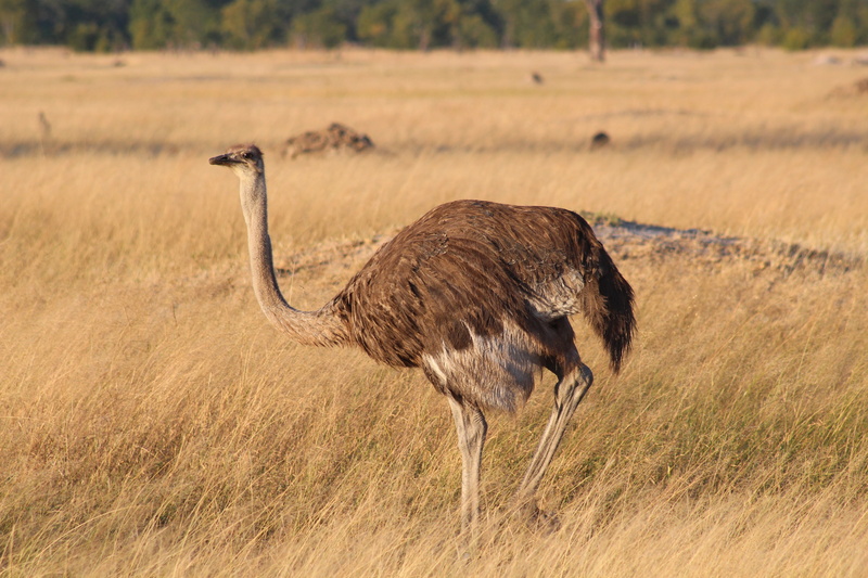 environment, south africa, side view, wildlife photography, animal world, africa, big bird, prairie, bouquet, land, vertebrate, one animal, animal, strauss