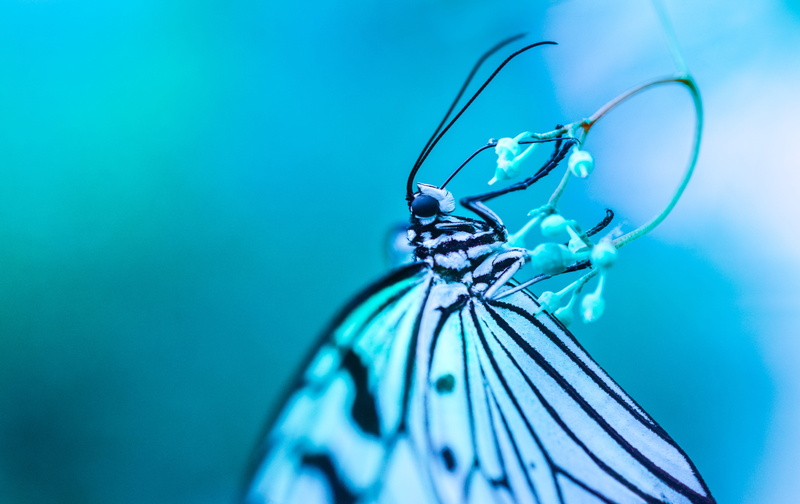 beauty in nature, one animal, nature, focus on foreground, turquoise colored, hang, insect, flower, wing, 5K, summer, blue, butterfly, black, selective focus