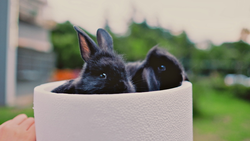 whisker, people, mammal, domestic animals, canine, human body part, domestic, two, 4K, focus on foreground, black color, day, black, vertebrate, bunnies