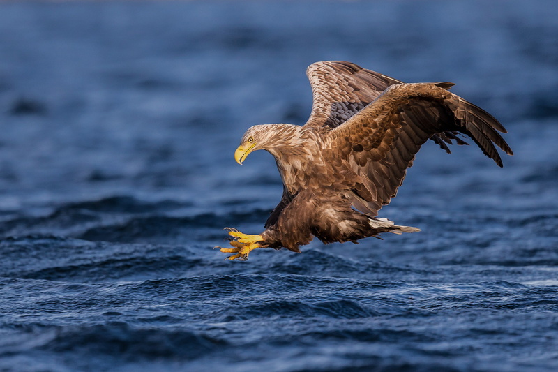 White-tailed eagle, wings, water, hawk, fishing, bird, predator, 1080P