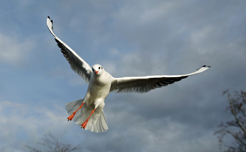 4K, cloud - sky, gull, bird, mid-air, clouds, tree, white, vertebrate, freedom, white color, flying, black bird, blue, water bird, daytime, animal Wing