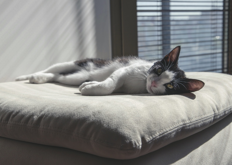 relaxation, sleep, tired, pets, one animal, morning, backlight, bed, domestic animals, cute, pet, domestic, domestic cat, light, indoors, fur, top, white