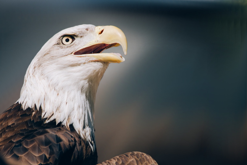 animal, profile view, 4K, beak, animal head, brown, falcon - bird, day, vertebrate, mouth open, nature, white tailed eagle, bald eagle, animal themes