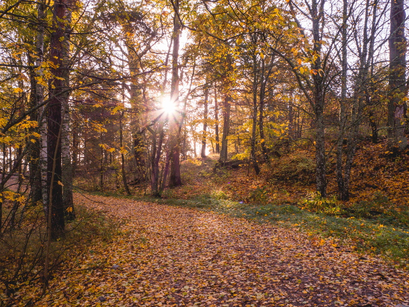 non-urban scene, scenics - nature, change, lens flare, turku, sunrise, forest, autumn collection, tranquility, finland, sunlight, ruissalo, no people, sun