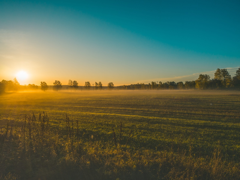 beauty in nature, growth, plant, tranquil scene, 4K, tree, agriculture, tranquility, grass, finland, sunrise, no people, field, nature, fall, outdoors