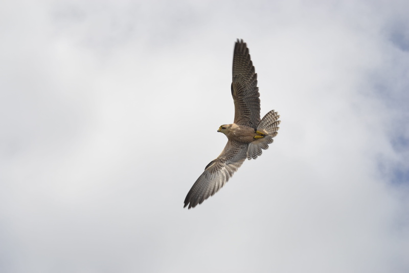 cloud - sky, animal, day, bird, bird of prey, mid-air, one animal, nature, animal themes, sky, vertebrate, falcon - bird, no people, animals in the wild