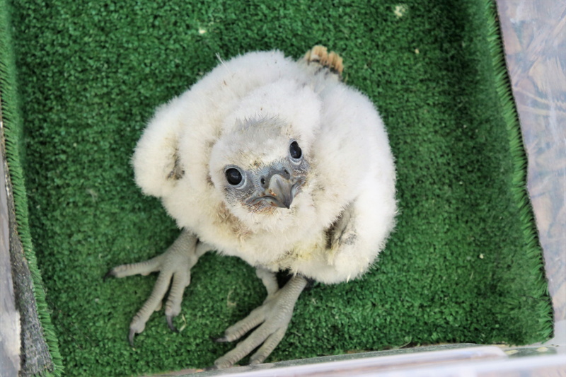 baby falcon, falcon, young, 5K, cute, full length, nature, day, animal, eagle, young animal, outdoors, domestic, hawk, natural, one animal, wildlife, no people