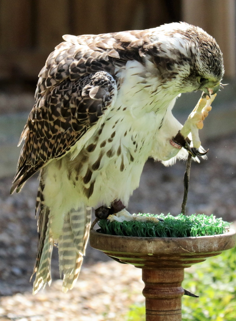 perching, side view, gyr, animal, focus on foreground, wild, no people, close-up, day, wildlife, beak, 1080P, eating, animal wildlife, animals in the wild
