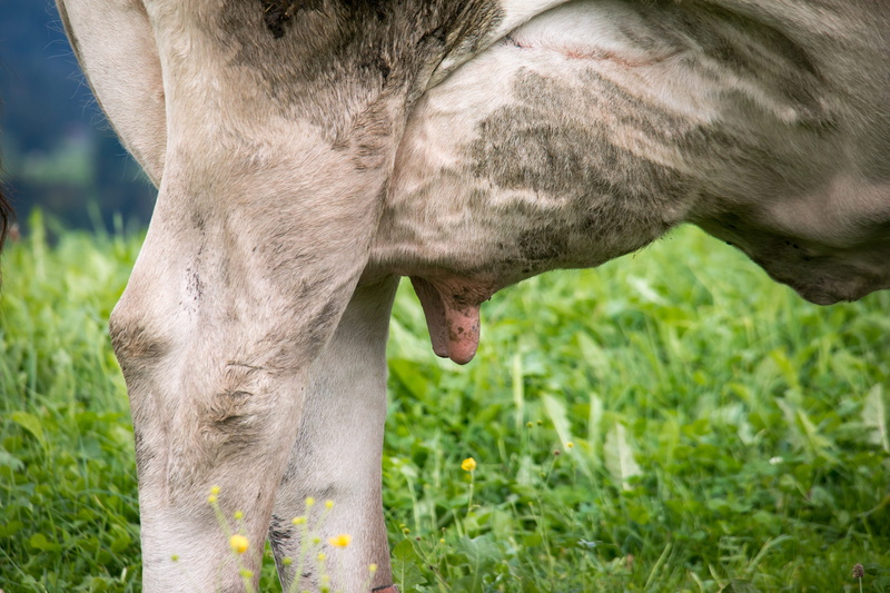close-up, pasture, animal tongue, livestock, pets, legs, one animal, udder, outdoors, mouth open, teat, animal body part, meadow, animal wildlife, germany