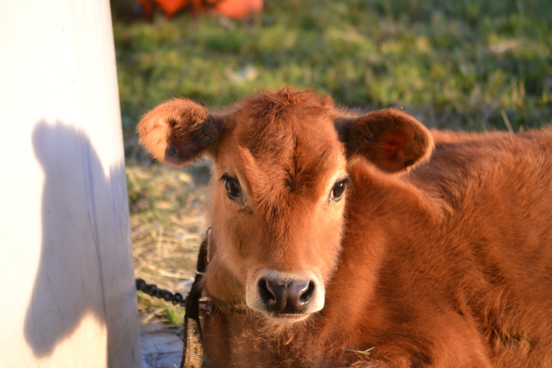 sunlight, pets, no people, cattle, cow, baby, domestic, heifer, day, 4K, baby animal, rural, group of animals, milk, farm animal, animal, jersey cow, portrait