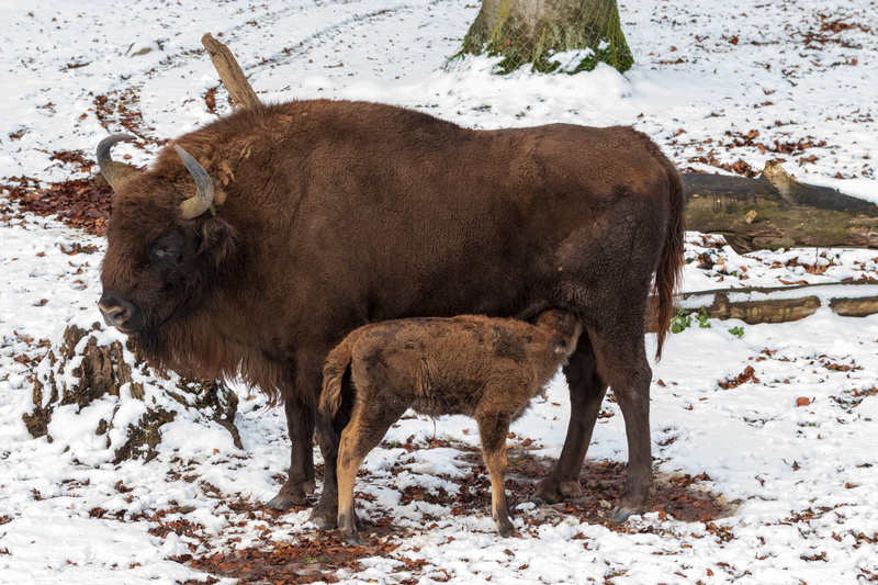 bos bonasus, wisent, animal themes, suckle, no people, cow, 4K, calf, nature, ruminant, snow, animal, cold temperature, standing, animal wildlife, group of animals