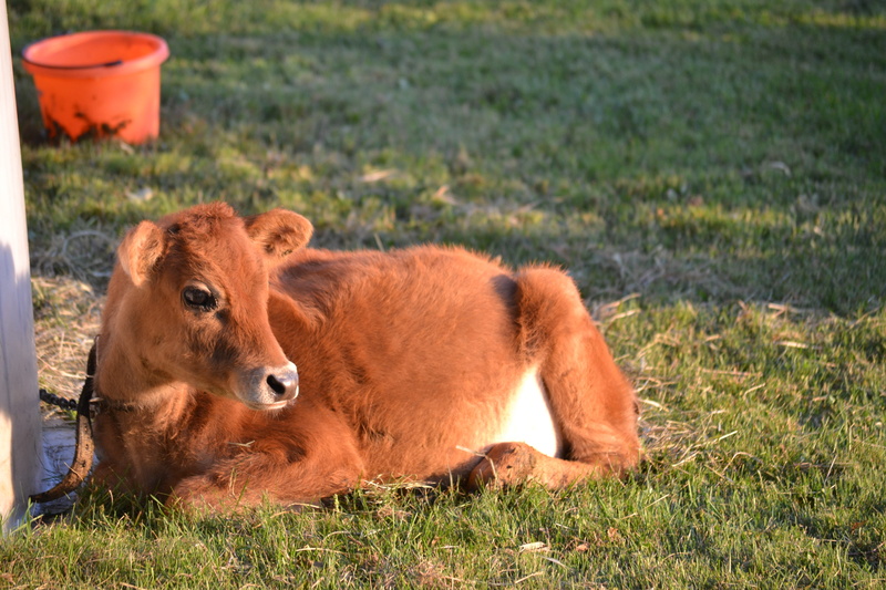 land, cow, livestock, cattle, farm animal, dairy, farm, animal family, no people, domestic, group of animals, herbivorous, 4K, calf, baby animal, field