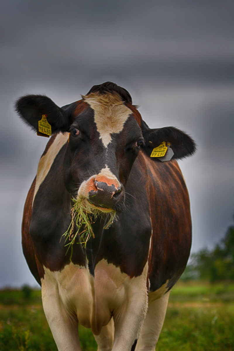 front view, eat, cattle, ruminant, land, grass in the mouth, no people, landscape, close up, summer, animal themes, beef, domestic cattle, one animal, animal mouth