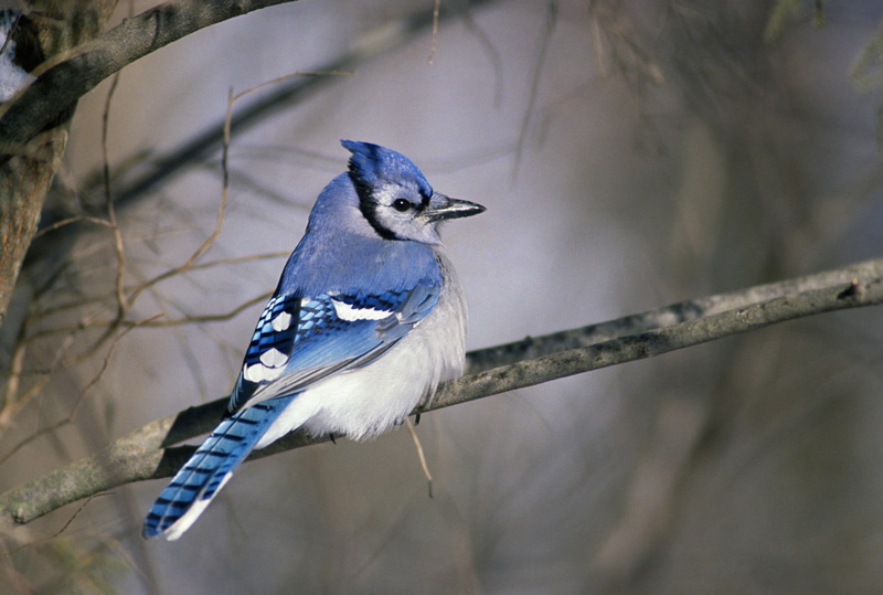 blue, 1080P, animals, jay, branch