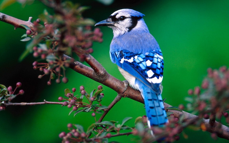 Birds, tropical bird, animal themes, perching, one animal, bird, animals in the wild, blue, selective focus, beauty in nature, no people, Blue Jay, animal wildlife