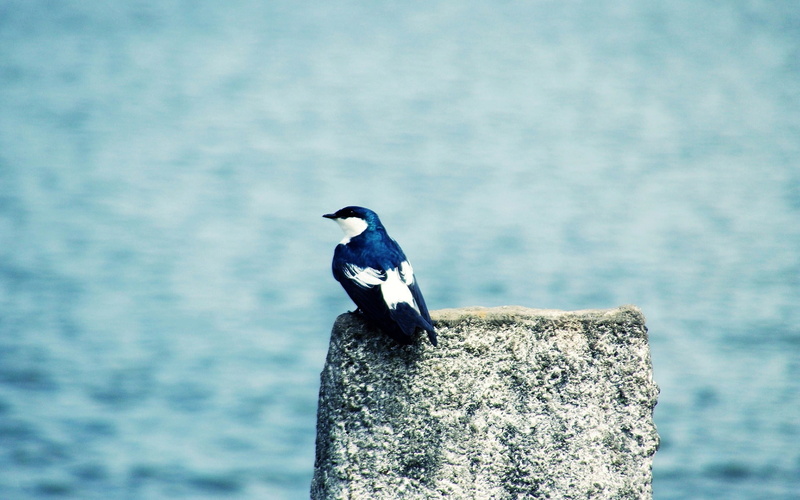 animal themes, no people, widescreen, wooden post, 1080P, animal wildlife, blue, perching, vertebrate, sea, bird, open, animal, solid, system, close-up