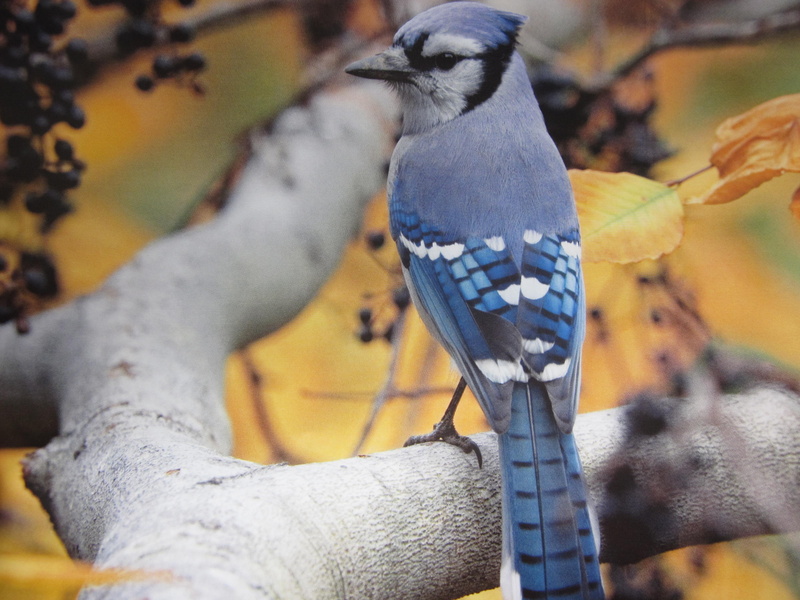 blue, 4K, jay, photo, bird