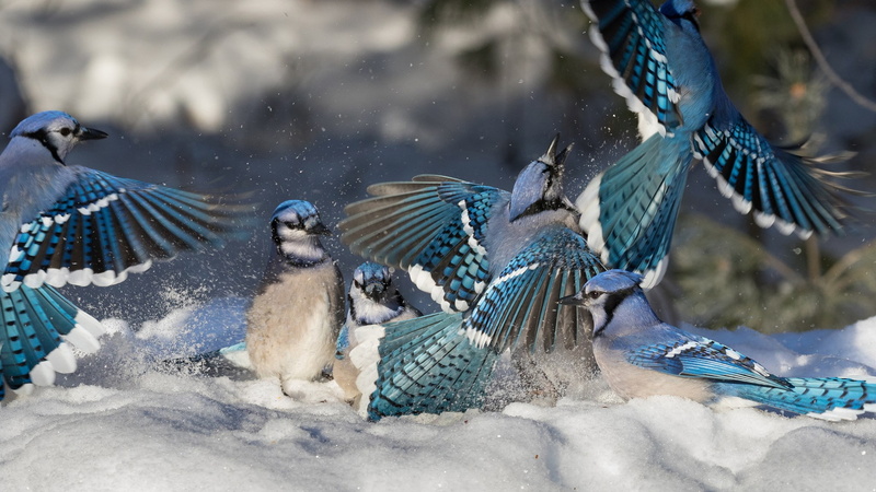 blue jay, 1080P