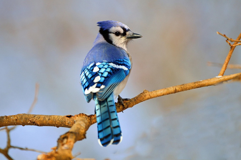 1080P, Blue Jay, Birds